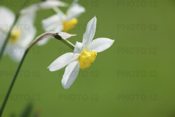 An image of some nice white daffodils