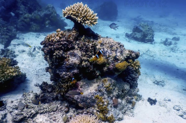 Underwater view of the coral reef, Tropical waters, Marine life