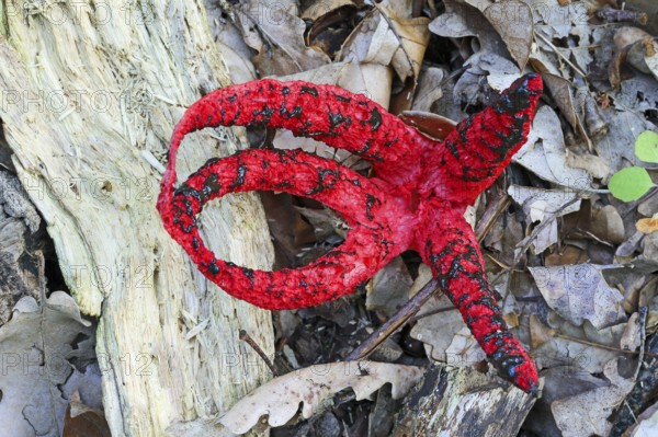 Cuttlefish mushroom, Clathrus archeri