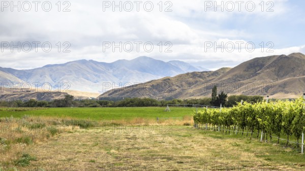 An image of agriculture in New Zealand south island