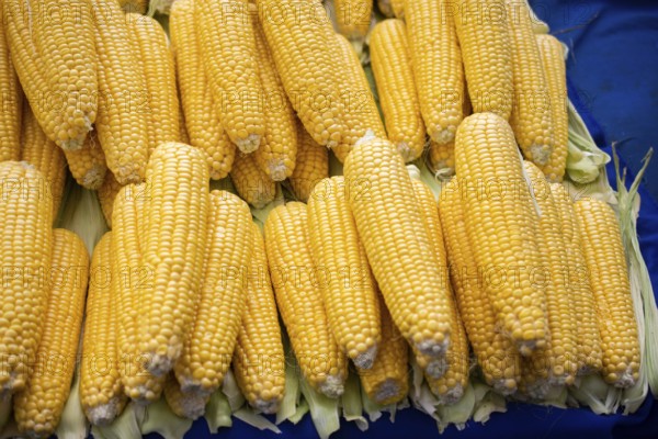 Plenty of organic fresh peeled corns as food background