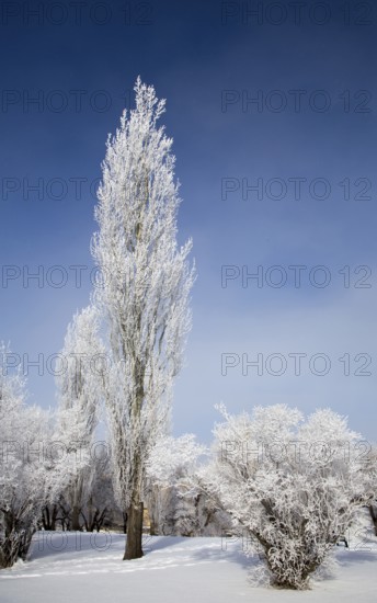 Hoar Frost Prairie in Saskatchewan Canada winter Cold