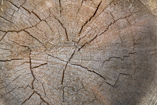 Cross-section of a tree trunk with annual rings