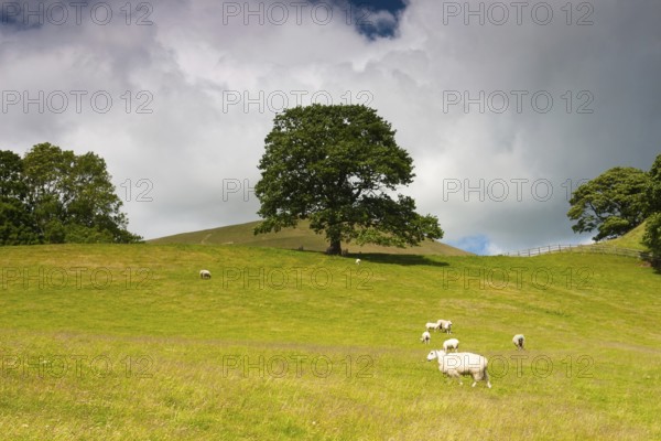 On the pasture in Sedbergh, Yorkshire Dales National Park, Cumbria, England, United Kingdom