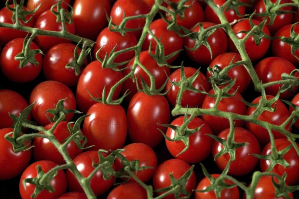 Group of small tomatoes with green stems, view from above, Liptovsky Hradok, Slovakia