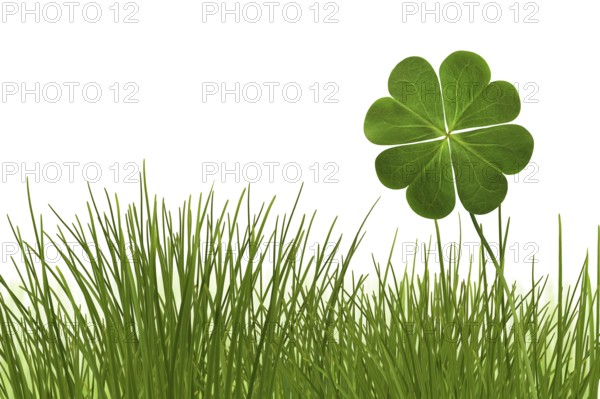 Clover 6