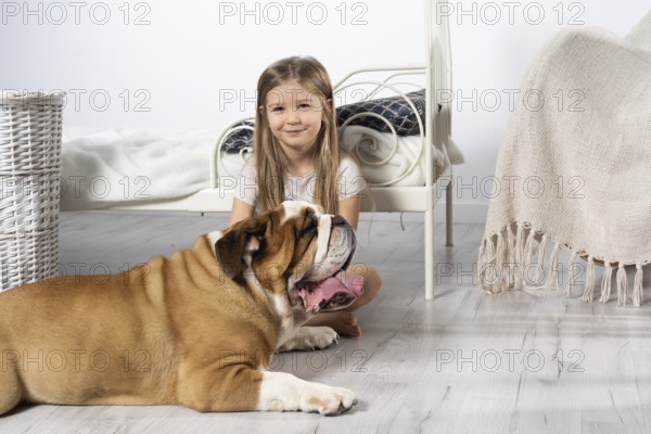 A young girl in a bedroom, sitting on the floor with her dog and stroking him. Child and dog. The English Bulldog is a purebred dog with a pedigree