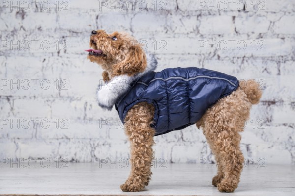 Small funny dog of brown colour with curly hair of toy poodle breed posing in clothes for dogs. Subject accessories and fashionable outfits for pets. Stylish overalls, suit for cold weather for animal