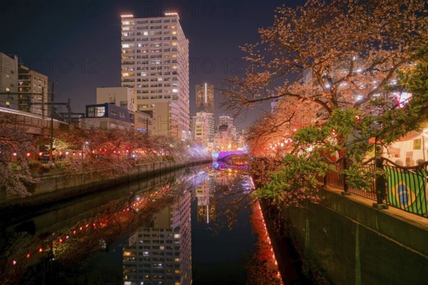 Of going to see cherry blossoms at night Ooka River Purobunado. Shooting Location: Yokohama-city kanagawa prefecture