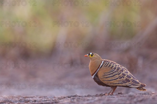 Bush flying fowl, (Pterocles quadricintus), three-banded flying fowl, three-banded flying fowl, flying fowl, flying fowl, Bansang quarry, Bansang, South Bank, Gambia