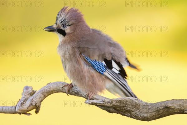 Jay, European Jay, Jay, eurasian jay (Garrulus glandarius), Geai des chênes, Arrendajo Común, Arrendajo, on perch, summer, Ormoz area, Ormoz, Podravska, Slovenia