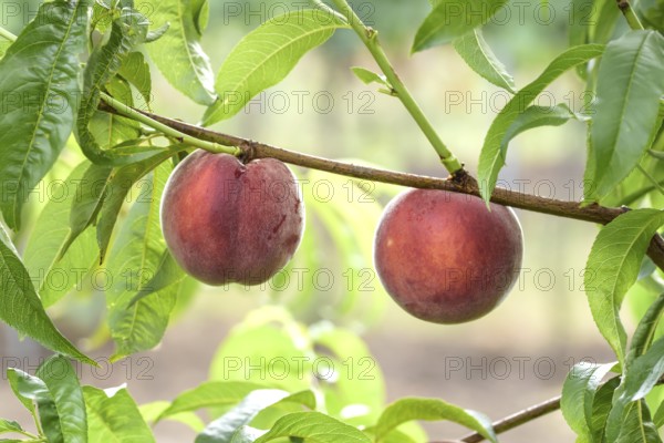 Peach (Prunus persica 'Royal Gem'), Baum- und Rebschule Schreiber KG, Poysdorf, Lower Austria, Austria
