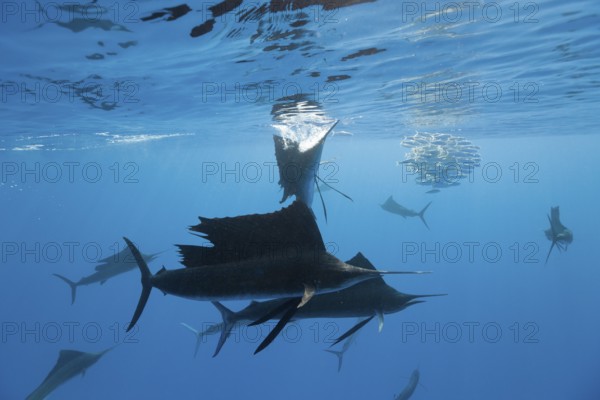 Atlantic sailfish and photographers, Istiophorus albicans, Isla Mujeres, Yucatan Peninsula, Caribbean, Mexico
