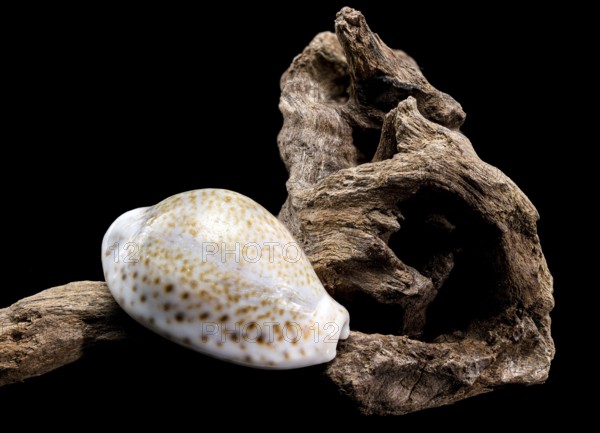 Close-up of a smooth white Naria erosa cowry shell resting on textured driftwood, captured against a black background, Odessa, Ukraine
