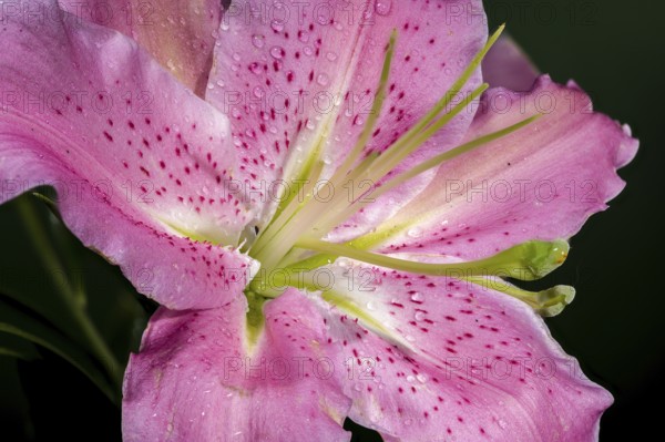 A close-up shot of a pink Oriental lily in full bloom with dewdrops on its petals, surrounded by green buds, set against a rich green background, Odessa, Ukraine