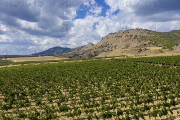 Aerial beautiful view of mountain vineyard in Crimea