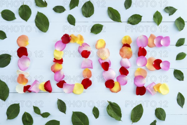 Word love formed out of colorful rose petals on light blue background