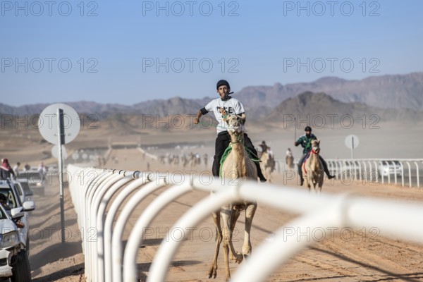 Camel jockey at the Al Ula Camel Cup race at the Mughayra Heritage Sports Village, Al Ula, Saudi Arabia