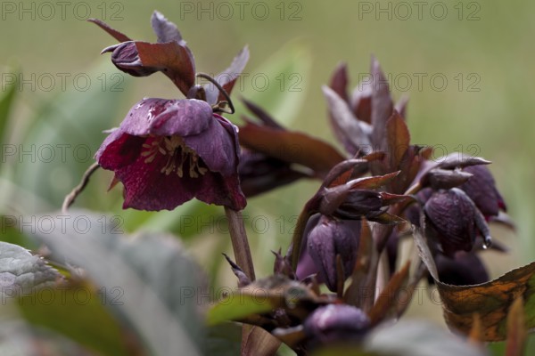Christmas rose, Helleborus niger, hellebore, snow rose, DEU