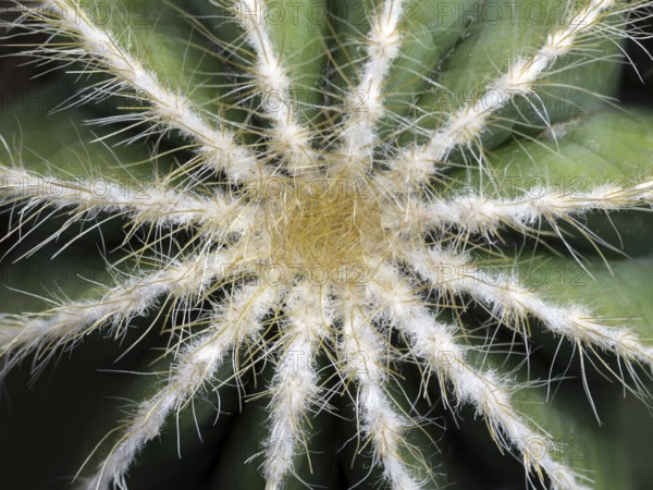 Prickly pear cactus