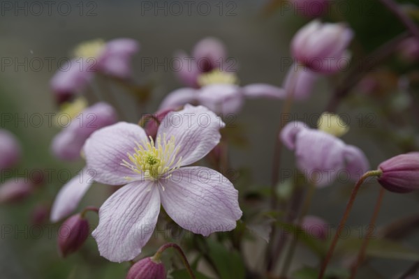 Flowering clematis, clematis, garden, insect pasture, bee pasture, flower, blossom, Schwäbisch Hall, Hohenlohe, Germany