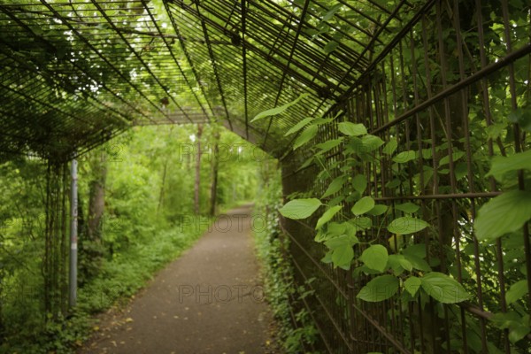 Walkway with leaf-covered pergola in spring, meadow, Kocher valley, Kocher, Schwäbisch Hall, Germany