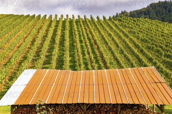 Shed for firewood harvested for the winter. Rows of vineyards on the hills of the Rhine. The wine region of Germany. Autumn magic