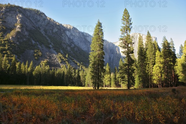 The most beautiful glade in Yosemite national park on a sunset