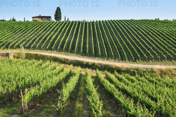 Vineyards in Tuscany. Farm house
