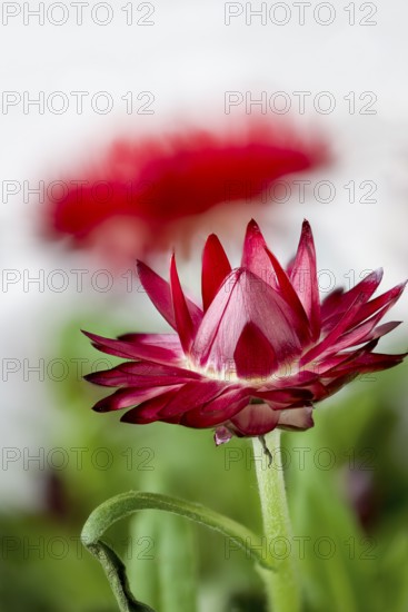 Red cultivar of Xerochrysum bracteatum, Bracteantha bracteata, strawflower, paper daisy, closeup of a flower head. A second one blurred in the background