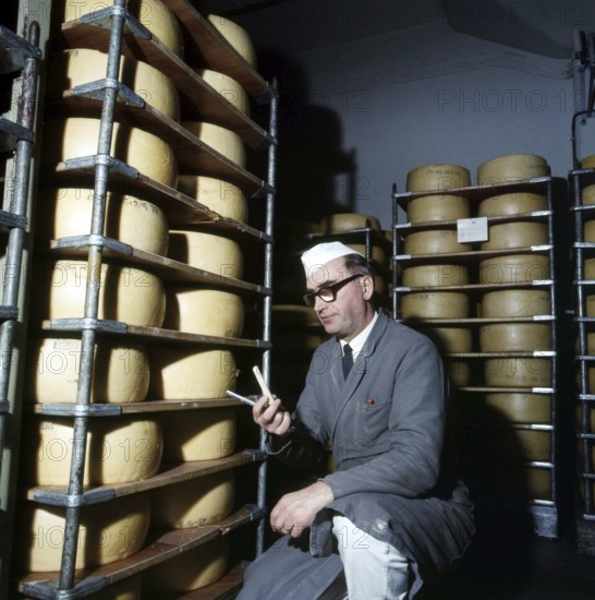 Moller & Co. Coffee roastery and wholesale in the Slaughterhouse area Stockholm 1969 A male cheese master checks the surface and shape of the cheese and with a cheese drill he takes a wedge-shaped piece about ten centimeters long from the cheese to assess the taste, aroma, consistency and texture, all to decide whether the cheese is matured or not. Sweden 1969. Conard ref 5731
