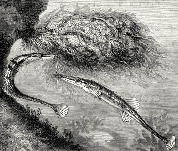 Sea stickleback, Spinachia spinachia, depiction from the 19th century