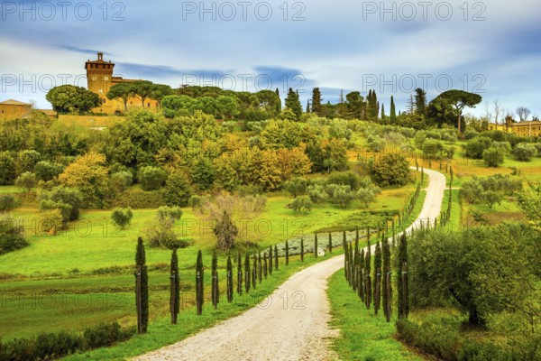 Winding dirt road rises to the farm. Olive trees on green grassy meadows. Rural tourism. Cozy picturesque farms in the hills of Tuscany. The concept of active, rural and photo tourism