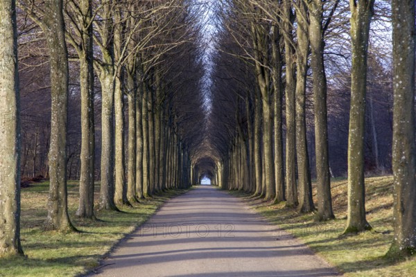 A tree alley in the park at Fredensborg Palace in Denmark