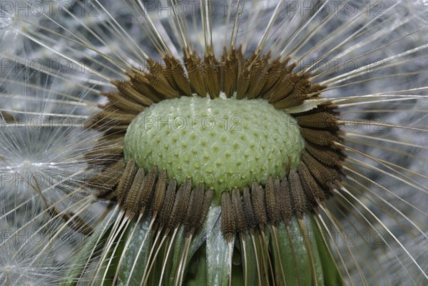 Withered dandelion flower with its parasols