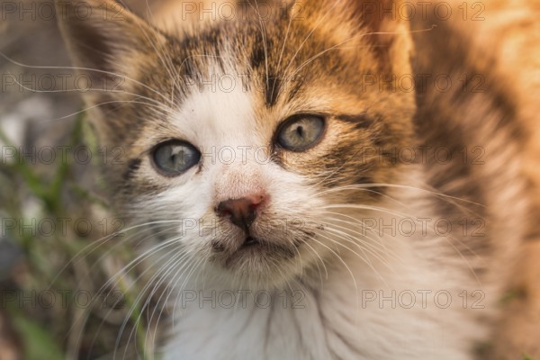 Pictures of the Lovely cat as domestic animal in view