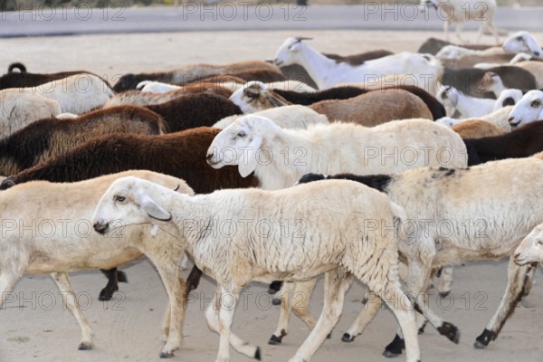 Flock of sheep, Mysore. South India, India, Flock of sheep walking on a sandy road in rural area, Mysore, Karnataka, South India, India