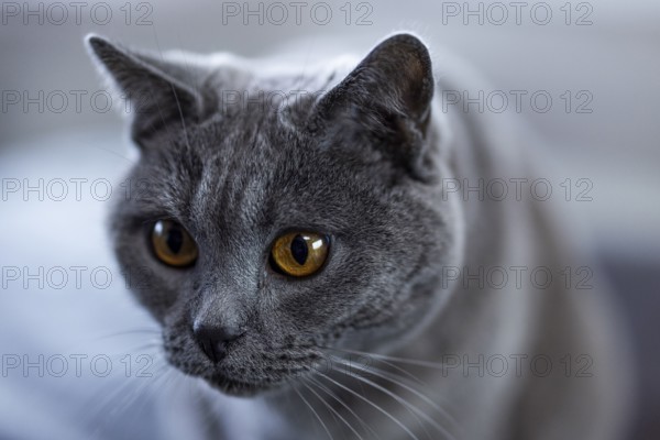 Grey cat, Carthusian cat, close-up with serious expression and yellow eyes, Cologne, North Rhine-Westphalia, Germany
