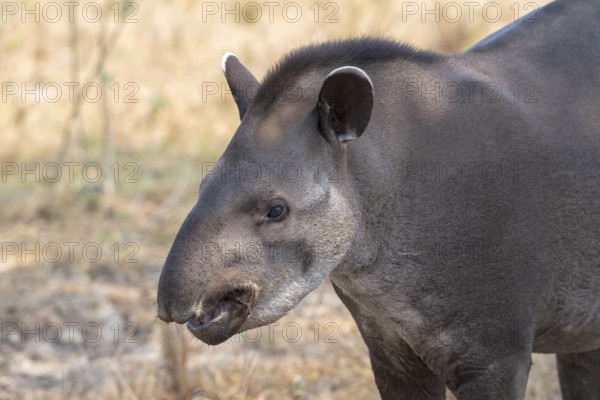 Lowland tapir (Tapirus terrestris), animal portrait, Pantanal, inland, wetland, UNESCO Biosphere Reserve, World Heritage Site, wetland biotope, Mato Grosso, Brazil