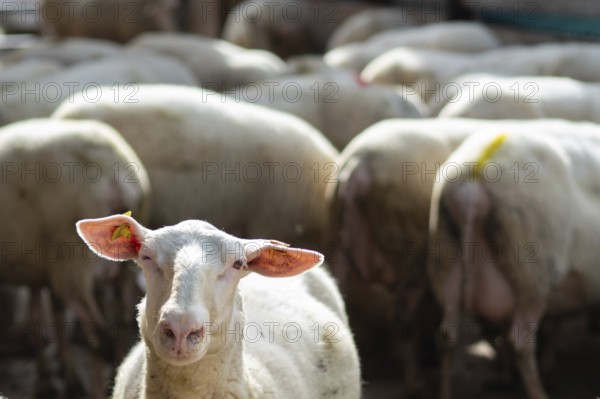 Situation on a milk producing farm in Switzerland. A flock of sheep standing close together. A single sheep looking into the camera