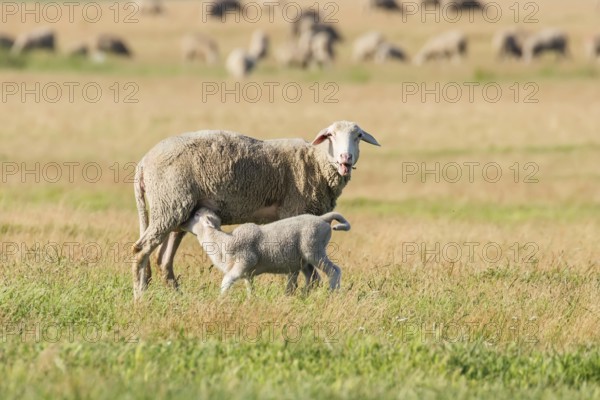Sheep and Lamb Livestock on a Farm