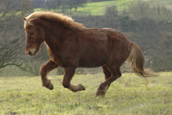 Chestnut coloured Icelander at a gallop