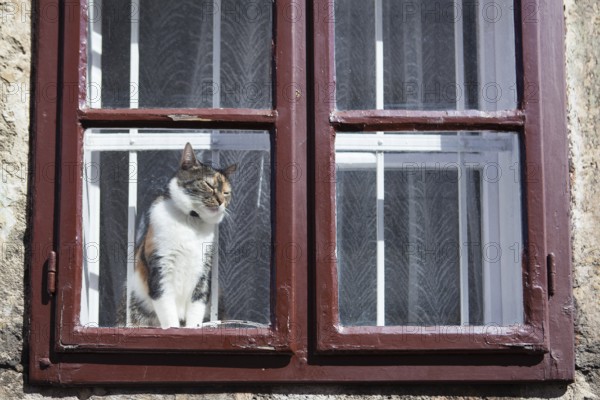 Cat looking outside through the red window