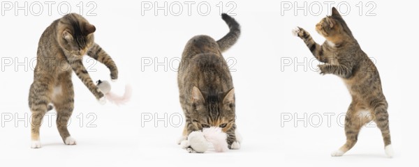 Collection of many different cat behaviors placed on white background. She-cat is a crossbreed of many breeds widespread in Europe. Long tail and erect ears with brown and black color. Panoramic view
