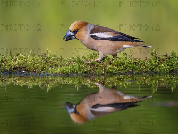A hawfinch (Coccothraustes coccothraustes), Tiszaalp-r, Kiskuns-gi National Park, B-cs-Kiskun, Hungary