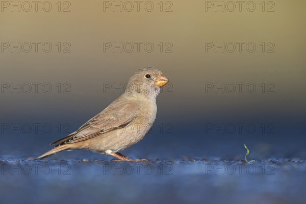 Trumpeter finch (Bucanetes githagineus), Fuerteventura, Canary Islands / Canary Islands, Spain