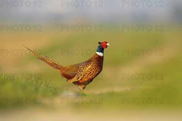Pheasant (Phasianus colchicus), Faisan de Colchide, Faisan de chasse, Faisán Vulgar, Tiszaalpár, Kiskunsági National Park, Bács-Kiskun, Hungary