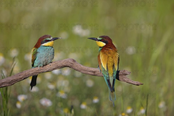 Bee-eater, (Merops apiaster), pair, perch, Tiszaalpár, Kiskunsági National Park, Bács-Kiskun, Hungary