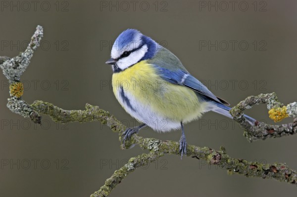Blue Tit, Cyanistes Caeruleus) on perch, Battenberg, Rhineland-Palatinate, Germany