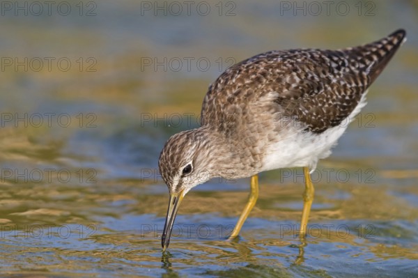 Wood sandpiper (Tringa glareola), Chevalier sylvain, Andarríos Bastardo, Raysut, Salalah, Sohar, Oman